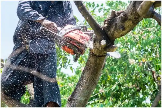 tree services Powell